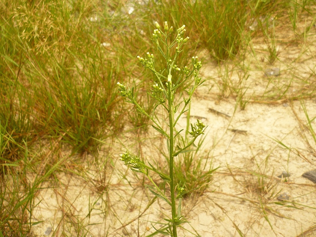 Erigeron canadensis (Asteraceae)